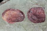 Colorful, Ordovician Asaphellus Trilobite - Morocco #85203-2